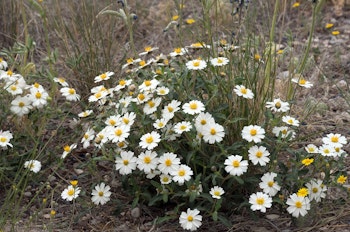 White and yellow blackfoot daisies growing in the desert landscape.